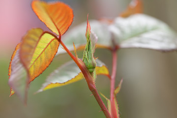 A bud of rosebush prepares to bloom