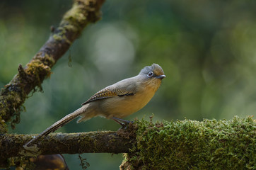 Fototapeta premium Spectacled Barwing (Actinodura ramsayi) bird