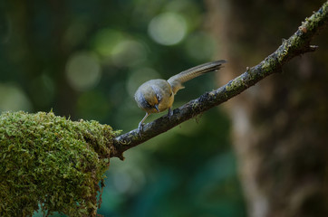 Spectacled Barwing (Actinodura ramsayi) bird