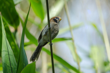 Spot- breasted Parrotbill on branch in nature