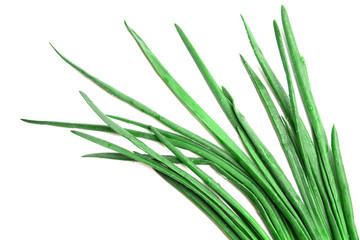Green onion feathers isolated on white background