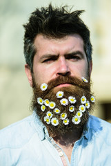 Hipster on strict face with flowers in beard, light background, defocused. Man with beard and...