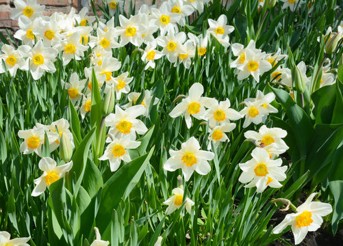 Narcissus flower also known as daffodil, daffadowndilly, narcissus, and jonquil. Springtime.