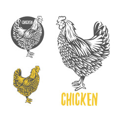 Fototapeta na wymiar Chicken. illustration, design elements for the chicken manufacturing.