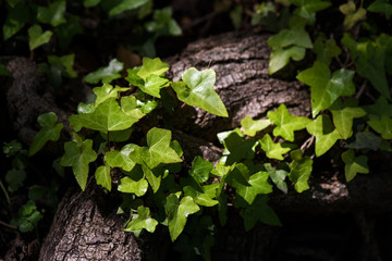 Ivy (Hedera Helix) plant climbing up tree trunk