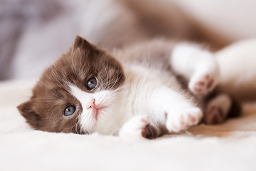 Britisch Kurzhaar Kitten in chocolate-white bicolor - edel und imposant