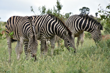 Fototapeta na wymiar three Burchel s zebras