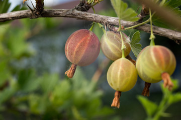 Branch with sweet ripe green gooseberries (agrus) in the garden