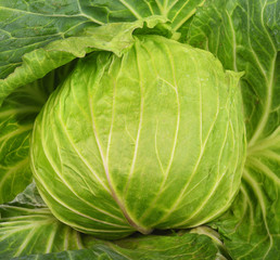 Fototapeta premium Background with big fresh cabbage closeup