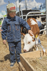 child feeds brown calf © Chepko Danil