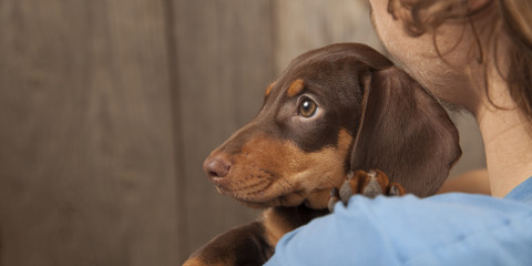 dog puppy breed dachshund on the shoulder of a boy, a teenager and his pet