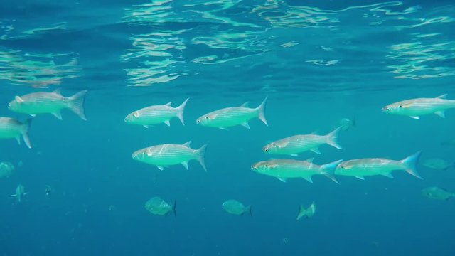 eine Schwarm Fische (Meer&auml;schen( schwimmen in Meer auf den Malediven