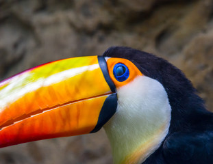 Fototapeta premium Toucan