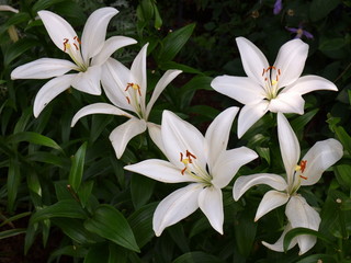 純白なカサブランカ