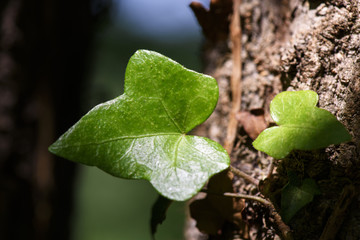 Ivy (Hedera Helix) plant climbing up tree trunk, Close Up