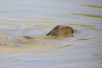 carpa cerca il cibo nell'acqua bassa e fangosa