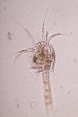 Mysis (zooplankton) under the microscope.