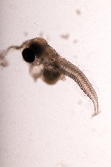 Mysis (zooplankton) under the microscope.