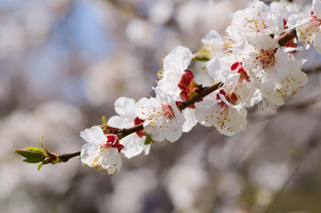 Blossoming of the apricot tree in spring time with white beautiful flowers. Macro image with copy space. Natural seasonal background.