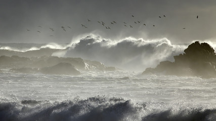Seagulls dance over stormy sea