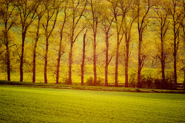 Fototapeta premium Beautiful golden trees in sun rays with meadow, natural seasonal background