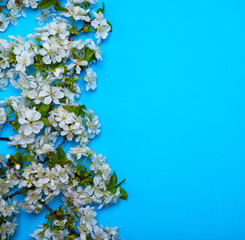 blue background with blooming white cherry twigs