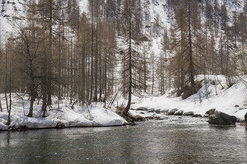 Alpine stream swollen by the thaw