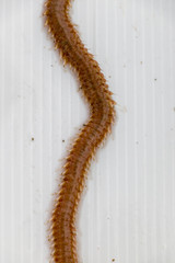 Polychaetes are a paraphyletic class of annelid worms, generally marine under the Stereo microscope view for education in laboratory.