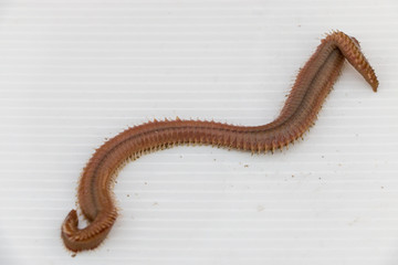 Polychaetes are a paraphyletic class of annelid worms, generally marine under the Stereo microscope...