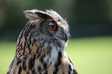 Great Horned Owl