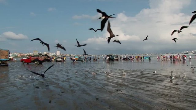 Frigate birds take off fish on the beach of Manta, Ecuador