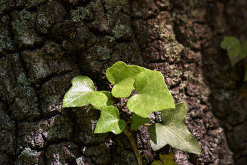 Ivy (Hedera Helix) plant climbing up tree trunk, Close Up