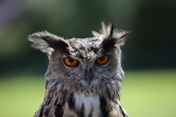 Great Horned Owl