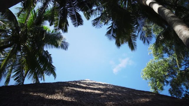 Palmen und ein Strohdach auf einer Insel von unten gefilmt, blauer Himmel