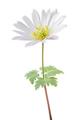 Lovely Anemone (Daisy, Windröschen) isolated on white background. Germany
