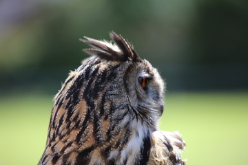 Great Horned Owl