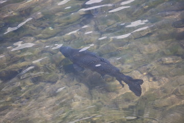 Fototapeta premium Freshwater river trout