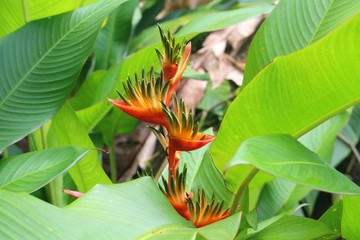 False bird-of-paradise flower (Heliconia psittacorum x spathocircinata) in the rainforest of...
