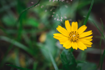 Image blurred of beautiful yellow flower close-up in garden. concept of nature background and copy space design.