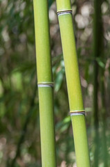 Naklejka premium closeup of bamboo tree in tropical garden