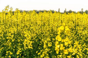 Close-up view of a field of rapeseed in full bloom bathed in sunshine at the beginning of spring.