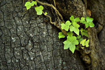 Ivy (Hedera Helix) plant climbing up tree trunk