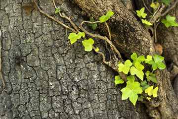 Ivy (Hedera Helix) plant climbing up tree trunk