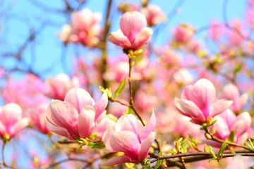Foto op Canvas Pink magnolia flowers © Simun Ascic