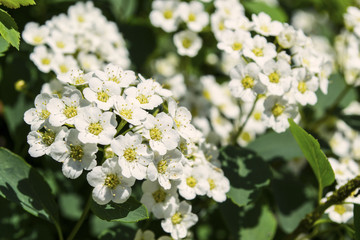 Blossomed white Spiraea