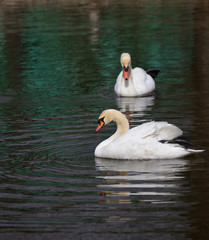 Pair of white swans swimming