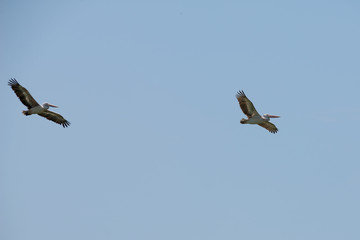 Flying spot billed pelican or grey pelican in Thailand