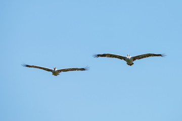Flying spot billed pelican or grey pelican in Thailand