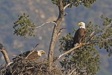 Bald eagle pair at Los Angeles nest