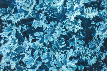 Spring green grass on meadow for background.